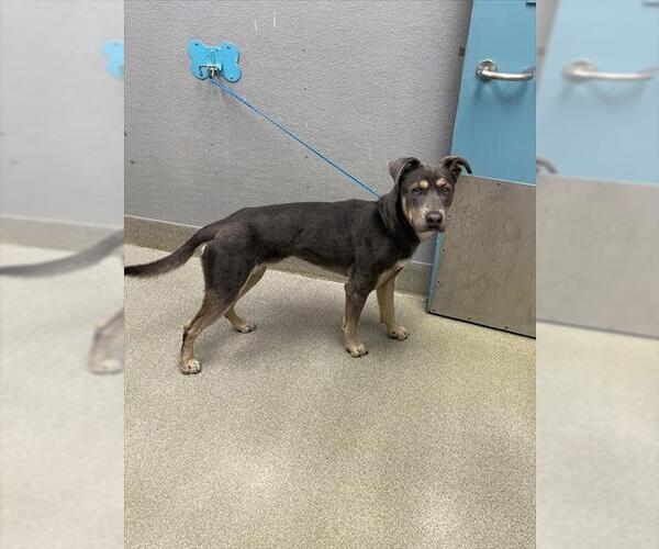 Medium Photo #1 Mutt Puppy For Sale in Las Vegas, NV, USA