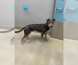 Mutt Dogs for adoption in Las Vegas, NV, USA
