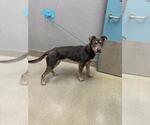Small Mutt