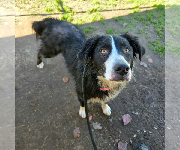 Medium Photo #2 Border-Aussie Puppy For Sale in Newport Beach, CA, USA