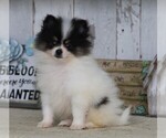 Small Photo #8 Pomeranian Puppy For Sale in FREDERICKSBG, OH, USA