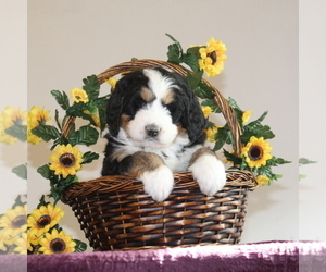 Bernedoodle-Poodle (Standard) Mix Puppy for sale in WASHINGTON BORO, PA, USA