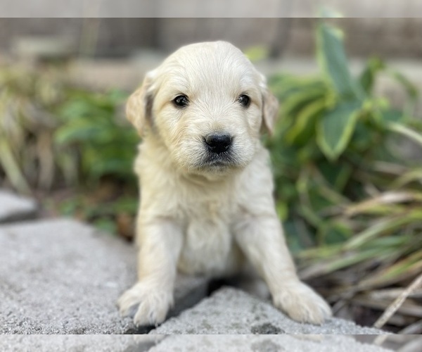 Medium Photo #8 Golden Retriever Puppy For Sale in FORDLAND, MO, USA