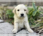 Small #7 Golden Retriever