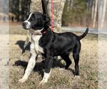 Small #1 Border Collie Mix