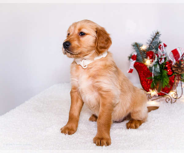 Medium Photo #8 Golden Retriever Puppy For Sale in WAKARUSA, IN, USA