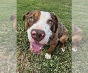 Mutt Dogs for adoption in Decatur, IL, USA