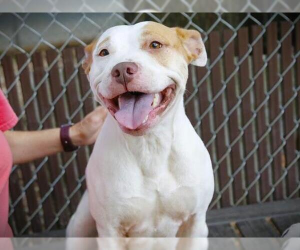 Medium Photo #2 American Staffordshire Terrier Puppy For Sale in Tallahassee, FL, USA