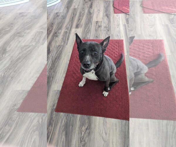 Medium Photo #2 Mutt Puppy For Sale in Greensboro, NC, USA