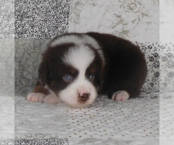 Medium Photo #2 Miniature Australian Shepherd Puppy For Sale in HARRISON, OH, USA