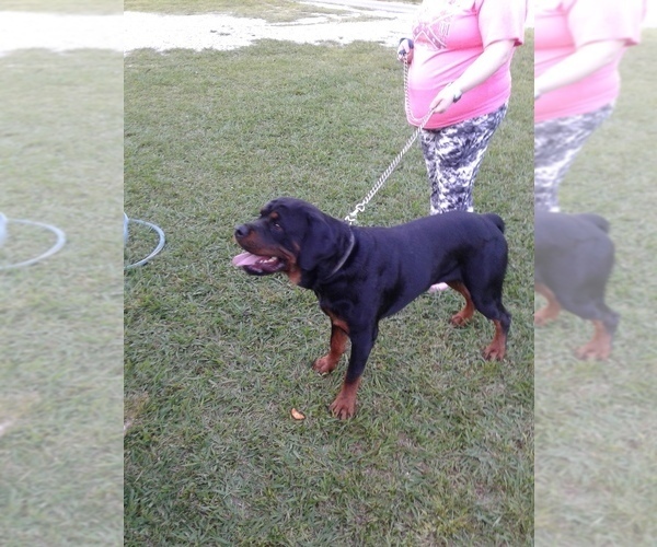Medium Photo #4 Rottweiler Puppy For Sale in PINE KNOT, KY, USA