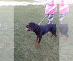 Small Photo #4 Rottweiler Puppy For Sale in PINE KNOT, KY, USA