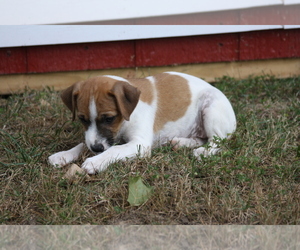 Jack Russell Terrier Puppy for sale in MOUNT VERNON, IL, USA