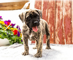 Small Photo #9 Mastiff Puppy For Sale in WAKARUSA, IN, USA