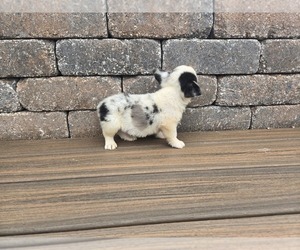 American Corgi Puppy for sale in CARLYLE, IL, USA