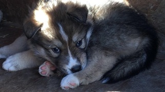 Wolf Hybrid Puppy for sale in LANESVILLE, IN, USA