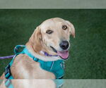 Small #14 Labrador Retriever Mix