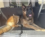 Small #9 German Shepherd Dog