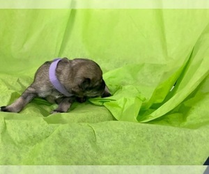 Schnauzer (Miniature) Puppy for sale in AUBREY, TX, USA