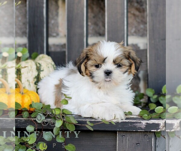 Medium Photo #4 Shih Tzu Puppy For Sale in GORDONVILLE, PA, USA