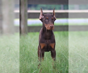 Doberman Pinscher Puppy for Sale in GEORGETOWN, Delaware USA