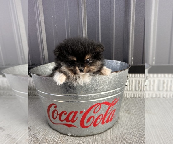 Medium Photo #2 Pomeranian Puppy For Sale in MIDDLEBURY, IN, USA