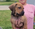 Small #1 Boerboel