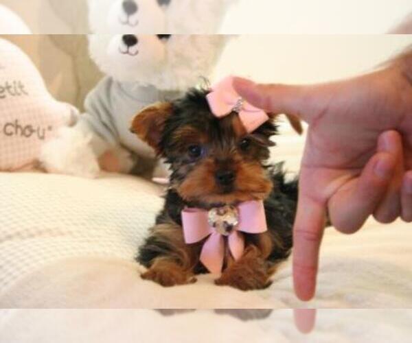 Medium Photo #1 Yorkshire Terrier Puppy For Sale in PEMBROKE PINES, FL, USA