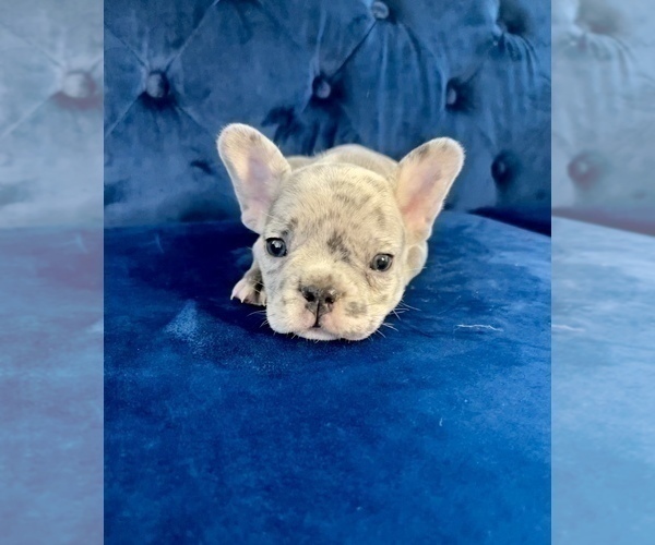 Medium Photo #54 French Bulldog Puppy For Sale in MOUNT VERNON, AL, USA