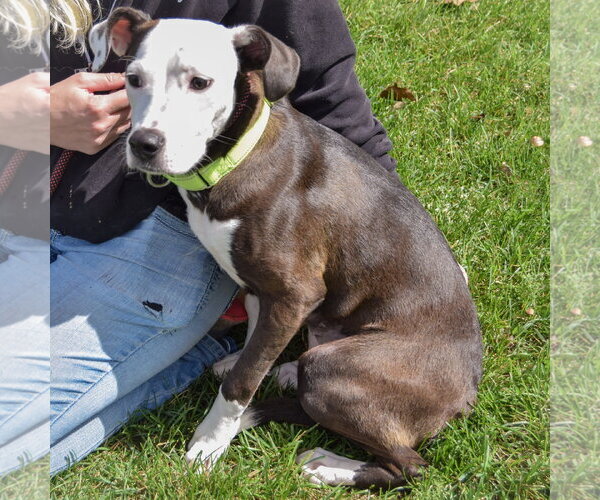 Medium Photo #3 American Staffordshire Terrier-Pointer Mix Puppy For Sale in Huntley, IL, USA