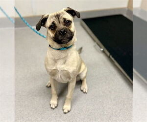 Pug Dogs for adoption in Rancho Cucamonga, CA, USA