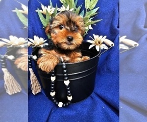 Yorkshire Terrier Puppy for sale in INDIANAPOLIS, IN, USA