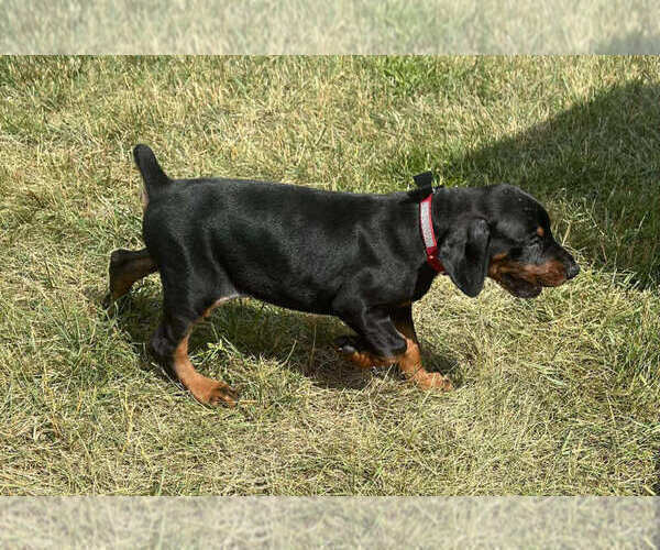 Medium Photo #3 Doberman Pinscher Puppy For Sale in WARSAW, IN, USA
