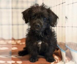 Mutt Dogs for adoption in Canton, CT, USA