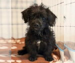 Small Mutt