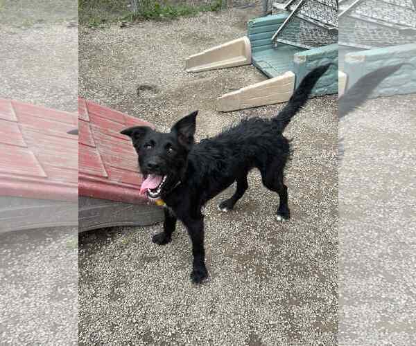 Medium Photo #2 Poodle (Standard)-Unknown Mix Puppy For Sale in Mukwonago, WI, USA
