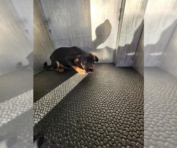 Medium Photo #1 Chihuahua-Unknown Mix Puppy For Sale in San Antonio, TX, USA