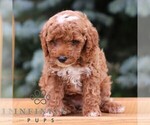 Small #3 Goldendoodle (Miniature)