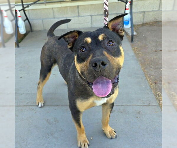 Medium Photo #2 Australian Kelpie-Unknown Mix Puppy For Sale in Long Beach, CA, USA