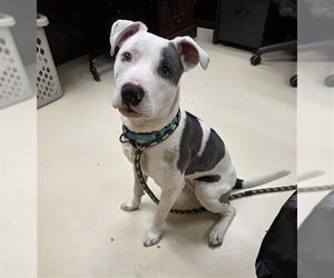 Mutt Dogs for adoption in Center Township, PA, USA