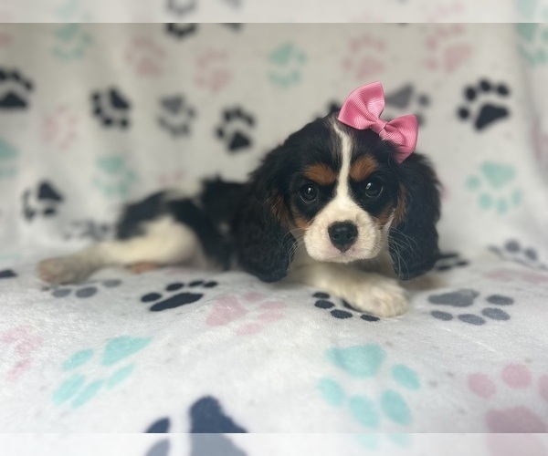 Medium Photo #1 Cavalier King Charles Spaniel Puppy For Sale in LAKELAND, FL, USA