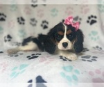 Image preview for Ad Listing. Nickname: Jolene