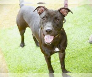 Labrador Retriever-Unknown Mix Dogs for adoption in Tallahassee, FL, USA