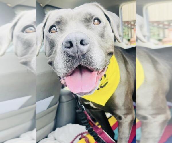 Medium Photo #1 Mutt Puppy For Sale in Santa Barbara, CA, USA