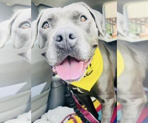 Mutt Dogs for adoption in Santa Barbara, CA, USA