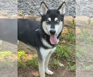 Siberian Husky Dogs for adoption in Cumming, GA, USA
