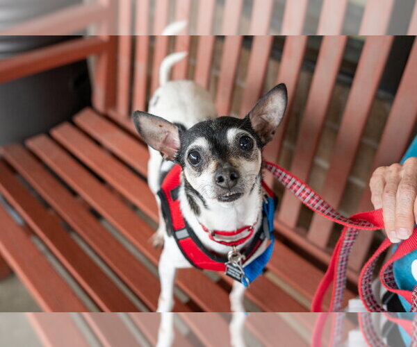 Medium Photo #6 Rat Terrier Puppy For Sale in Mundelein, IL, USA