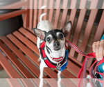 Small #5 Rat Terrier