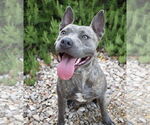 Small #1 American Staffordshire Terrier