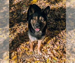 Australian Kelpie-Unknown Mix Dogs for adoption in Ogden, UT, USA